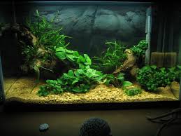 29 Gallon Planted Tank Anubias Nana Fish Tank Plants Fish Tank Aquarium