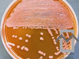 Image result for Pouchetia baumanniana