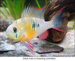 (it has beautiful, extended fin rays and a brightly colored body. Breeding Mikrogeophagus Altispinosa Pt1