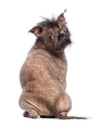 Why Does My Dog Smell Like Fish Napa S Daily Growl