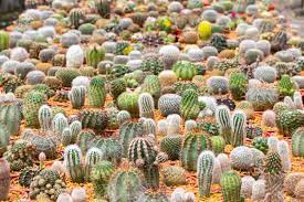 10 types of cactus:faries castle cactus,rebutia krainziana cactus,natocactus silverball,fish hook cactus,echinobivia cactus,cereus peruvianus cristata. Cactus Is The Succulent Plant With Many Different Shapes Colors Stock Photo Picture And Royalty Free Image Image 106001759