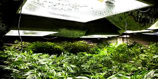 150 watt mh grow light. Mh And Hps Grow Lights For Marijuana