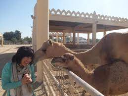Although it actually is not that difficult. Best Royal Camel Farm Tours Trips Admission Tickets Bahrain