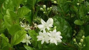 Edible flowers grow in florida. For Mom Give Some Garden Flowers With A Promise You Ll Plant Them For Her