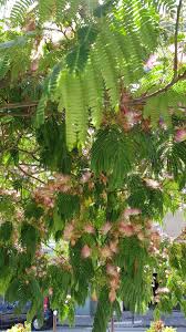 Albizia En 2020 Fleur Jardin Albizia Jardins