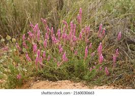 Image result for Hermbstaedtia fleckii