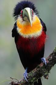 Birds That Can T Fly Far Pin On Animals Of All Types