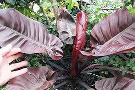 The Best Season Ever Philodendron Black Cardinal Philodendron Philodendron Plant Plants