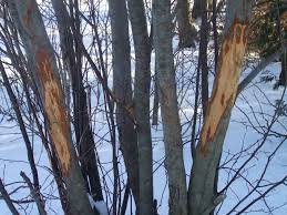 The most successful control method is to wrap the trunks with tree wrap and use deer and rodent repellants. Animal Damage The Morton Arboretum