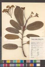 Image result for Malaxis weberbaueriana