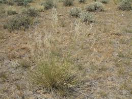 Image result for Stipagrostis uniplumis