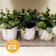 Facebook twitter pinterest linkedin telegram B M Stores These Pretty Plant Pots Are Perfect For Facebook