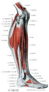 마법과 고교 열등생 ss권 pdf arin. Terminologia Anatomica Ta ã«åŸºã¥ãè§£å‰–å­¦
