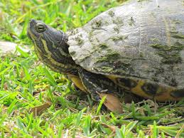 The river cooter (pseudemys concinna) is a species of freshwater turtle in the family emydidae. Coastal Plain Cooter Reptiles Of Alabama Inaturalist
