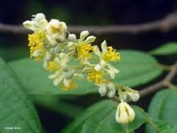 Image result for Osyris compressa