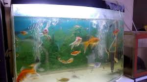 Filter di sebuah aquarium adalah sebuah hal yang wajib dijaga kebersihannya. Pembersih Kaca Aquarium Berjamur Yang Baik Dan Benar