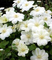 Shop all of the clematis varieties from white flower farm. Clematis Mary Claire Clematis White Flowers Summer Plants