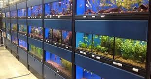 Todayspet Elkridgemd Md Elkridge Pets Reptiles Birds Cats Dogs Fish Familypet Pet Department Dog Supplies Organization Reptiles Pet Fish Breeding