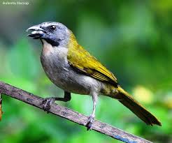 Canto De Trinca Ferro Bom Dia Seu Chico Com Boi Trinca Ferro Ou Sabia Gonga Ou Tempera Viola Saltator Maximus Beautiful Birds Birds Animals