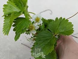 Strawberry plant propagation strawberry plant propagation doesn't have to be hard. How To Transplant Strawberries Diy Danielle