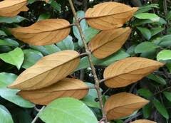 Image result for Phragmanthera