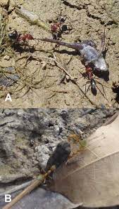 Thanks to the natural components of the remedy recommended for effective struggling with weakening male potency and is the best in the class, thanks to the natural ingredients. Invasive Cane Toads As Prey For Native Arthropod Predators In Tropical Australia
