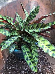 Find a section with its own root system, at least one tuber, and at least one healthy leaf, more if possible. Keep Your Calathea Alive The 1 Secret To No Crispy Edges