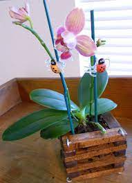 Orchid Obsession Diy Orchid Pot Diy Orchids Orchid Pot Orchids