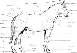 This worksheet will help your child practice with the uppercase letter. Horse Anatomy S16e4 Coloring Pages Printable