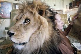 In fact, leo has not been one lion but seven, starting with slats the lion from 1917 to 1928. Tippi Hedren And Family Lived With Lions Considerable