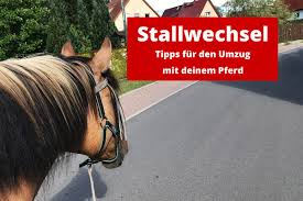 2 weiße schleich pferde aus 2013, 2009, suchen ein neues zuhause. Umzug Mit Pferd Checkliste Stallwechsel Ponystoff