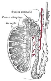 J'avais lu ça aussi sur doctissimo que l'arginine et le zinc ferait grossir les testicules. Testicule Wikipedia