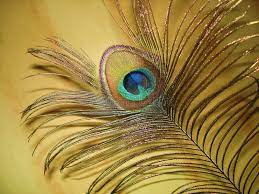 Maybe you would like to learn more about one of these? 1 754 Golden Peacock Photos Free Royalty Free Stock Photos From Dreamstime