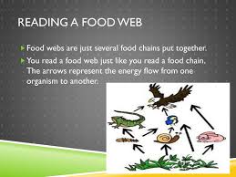 07.11.2012 · a food web is all of the food chains in an ecosystem. Food Webs Ppt Download