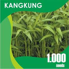 Kangkung hidroponik system nft masa tanam selama 21 hari. Benih Kangkung Bibit Kangkung Super 1000 Seed Hidroponik Tanah Termurah Shopee Indonesia