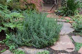 Below are herb plants that will be perennial for hardiness zone 7: Gorgeous Germander For Desert Gardens Azplantlady Com