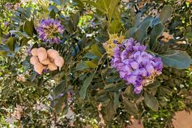 Image result for Ficalhoa laurifolia
