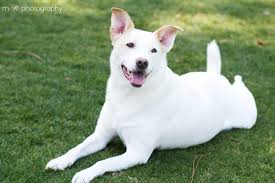 Check poison symptoms, diagnosis & treatments. Kindness Pet Hospital 18 Photos 20 Reviews Veterinarians 6744 W County Hwy 30a Santa Rosa Beach Fl Phone Number Yelp