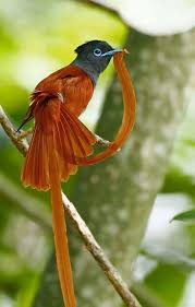African Paradise Flycatcher Beautiful Birds Funny Birds Flycatcher