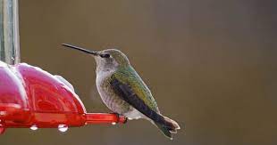 A hummingbird feeder heater is an economical way to keep nectar at the ideal temperature for hummingbirds. Hummingbird Season When To Put Up Take Down Your Feeders What Birds Are In My Backyard