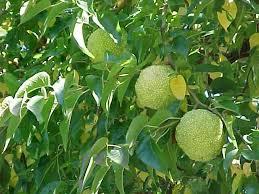 Bodark comes from the french bois d'arc which means. Osage Orange Maclura Pomifera Great Plains Nursery