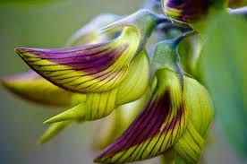 Image result for Crotalaria kambolensis