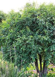 Image result for Halleria lucida