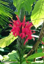 Image result for Pachystachys