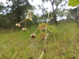 Image result for Asclepias longissima