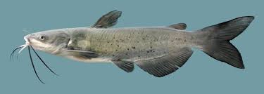 Ictalurus Punctatus Channel Catfish North America Channel Catfish Aquarium Catfish Fish