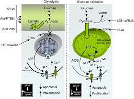 Dichloroacetate Dca As A Potential Metabolic Targeting Therapy For Cancer British Journal Of Cancer