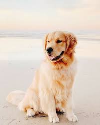 Train Your Dogs By Professionals Doggylovers Lovedoggies Cutedoggy Cute Dog Wallpaper Cute Dog Pictures Dogs And Puppies