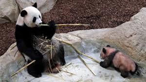 On tuesday, it was 1.74 cm long and 0.86 cm wide. France S First Panda Cub Makes Its Public Debut Bbc News