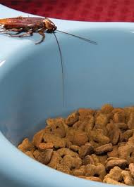 Cockroaches are the feeder item of choice for my tarantulas. Food Poisoning Diarrhea And Staph Oh My Cockroaches Carry Bacteria That Can Contaminate Your Food And Make You Sick Batzner Pest Control